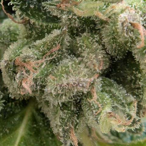 GZ1 growlog timeline photo