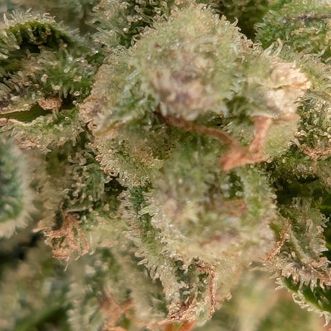 GZ1 growlog timeline photo