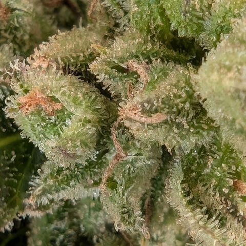 GZ1 growlog timeline photo