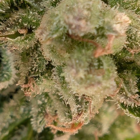 GZ1 growlog timeline photo