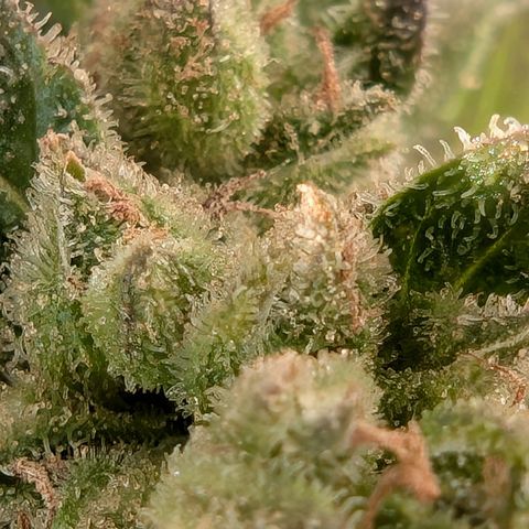 GZ1 growlog timeline photo