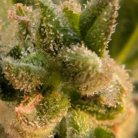 B2 growlog timeline photo