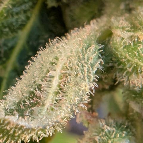 B2 growlog timeline photo
