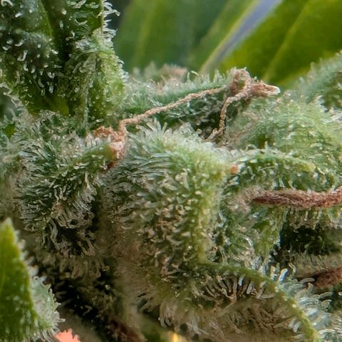 B2 growlog timeline photo