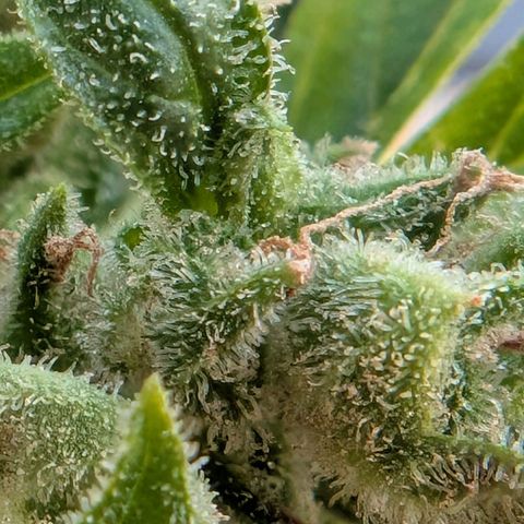 B2 growlog timeline photo