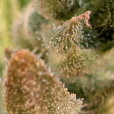 B2 growlog timeline photo