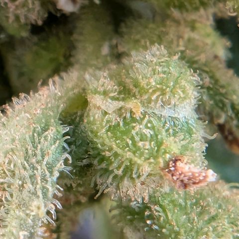 B2 growlog timeline photo