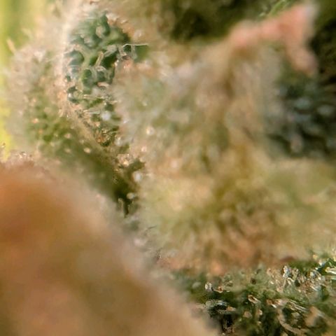 B2 growlog timeline photo