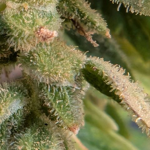 B2 growlog timeline photo