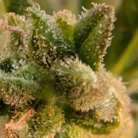 B2 growlog timeline photo