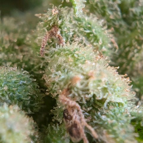 GZ1 growlog timeline photo