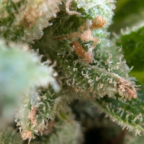 GZ1 growlog timeline photo