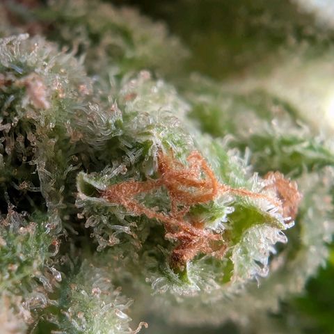 GZ1 growlog timeline photo