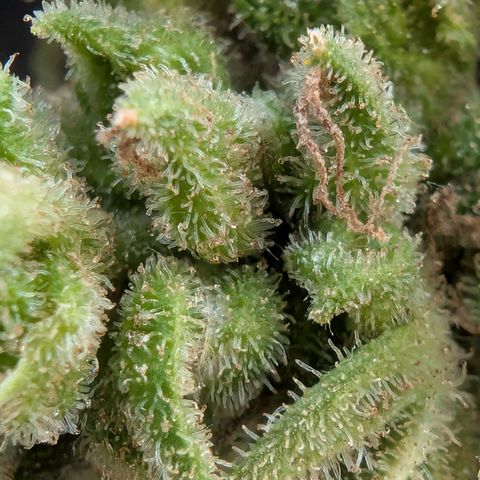 B2 growlog timeline photo