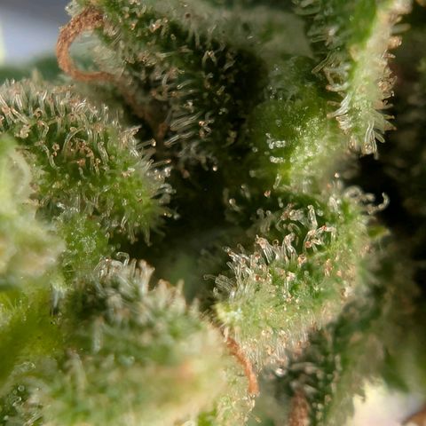 B2 growlog timeline photo