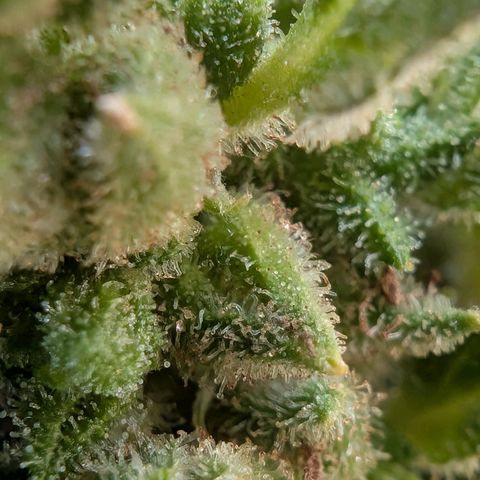 B2 growlog timeline photo