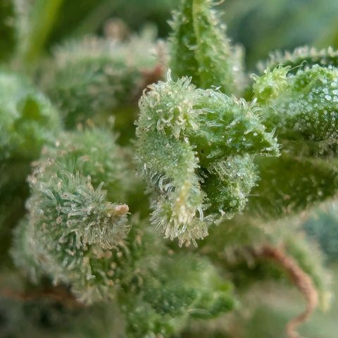B2 growlog timeline photo