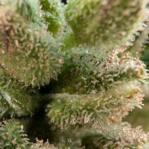 GZ1 growlog timeline photo