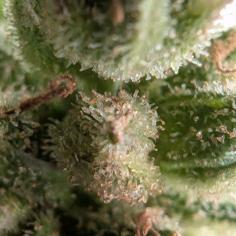 GZ1 growlog timeline photo