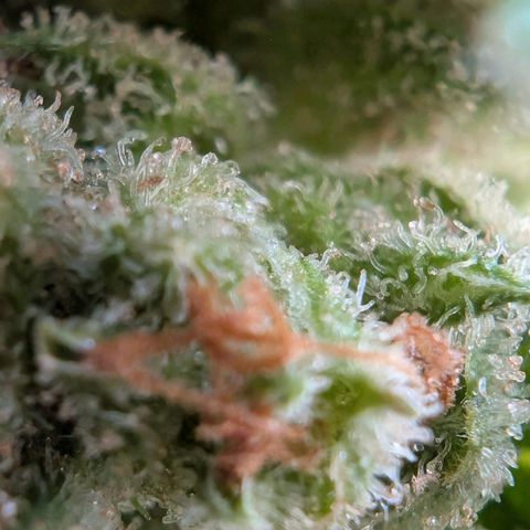 GZ1 growlog timeline photo