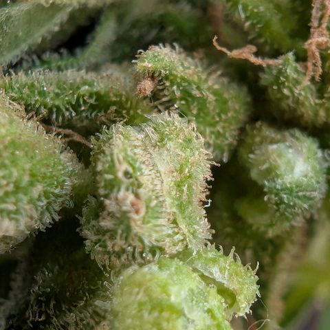 B2 growlog timeline photo