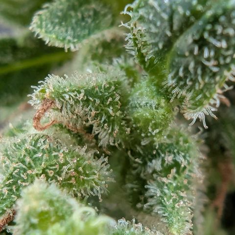 B2 growlog timeline photo