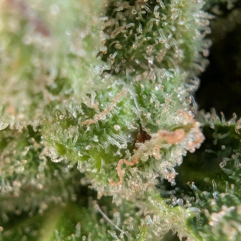 GZ1 growlog timeline photo