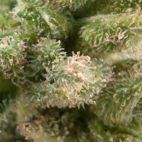 GZ1 growlog timeline photo