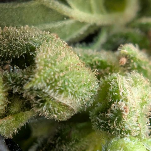 B2 growlog timeline photo