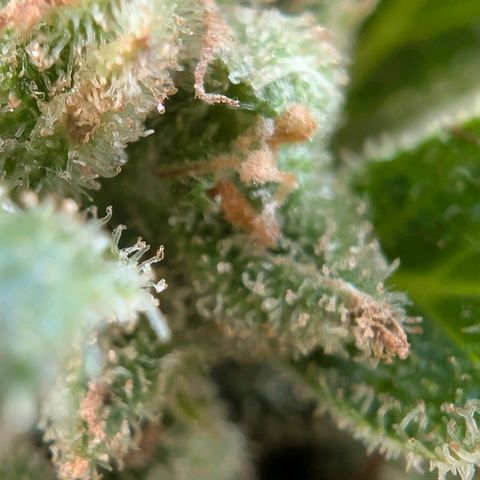 GZ1 growlog timeline photo