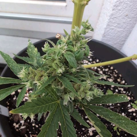 B2 growlog timeline photo