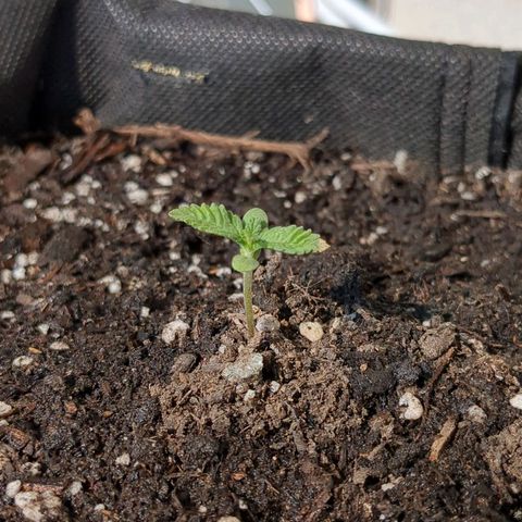 Eleanor growlog timeline photo
