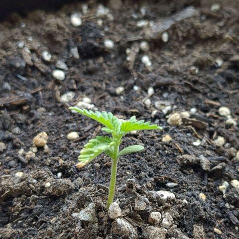 Eleanor growlog timeline photo