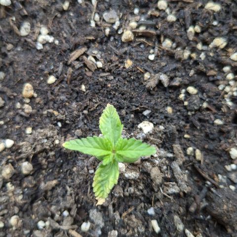Eleanor growlog timeline photo