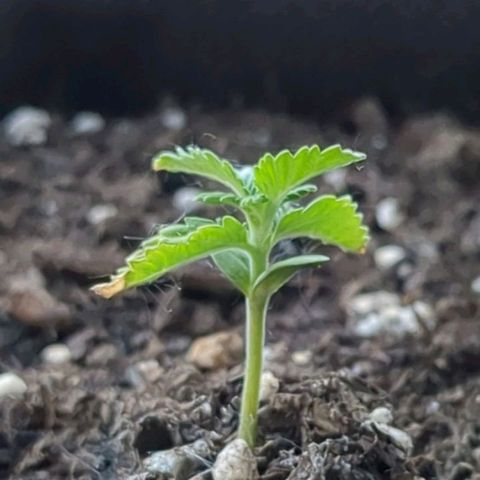 Eleanor growlog timeline photo