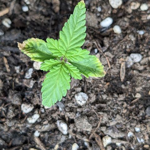 Eleanor growlog timeline photo