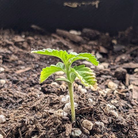 Eleanor growlog timeline photo