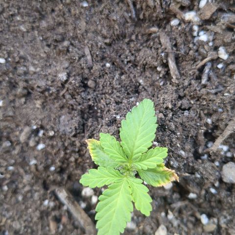 Eleanor growlog timeline photo