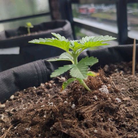 Eleanor growlog timeline photo
