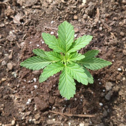 Eleanor growlog timeline photo