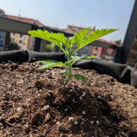 Eleanor growlog timeline photo