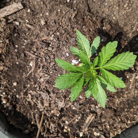 Eleanor growlog timeline photo