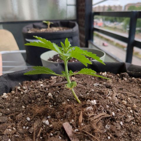 Eleanor growlog timeline photo