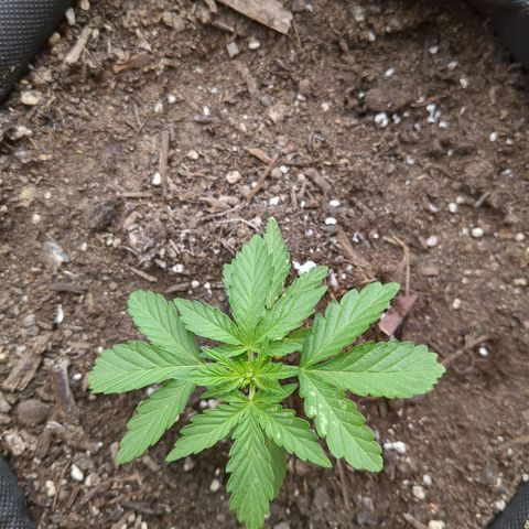 Eleanor growlog timeline photo