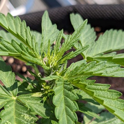 Eleanor growlog timeline photo