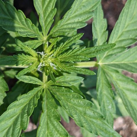 Eleanor growlog timeline photo