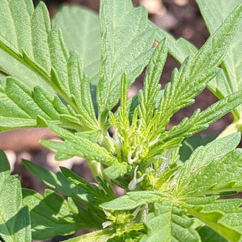 Eleanor growlog timeline photo