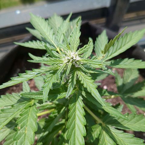 Eleanor growlog timeline photo