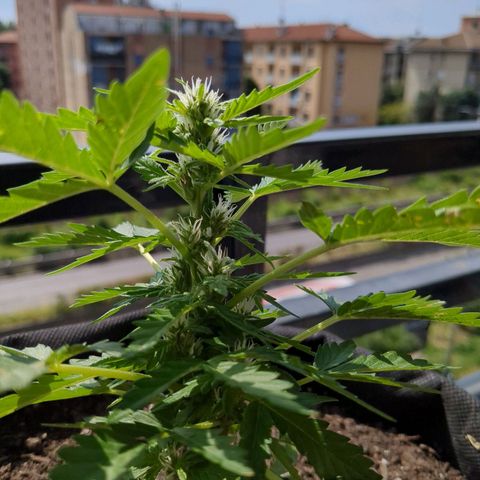 Eleanor growlog timeline photo