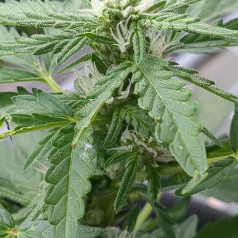 Eleanor growlog timeline photo
